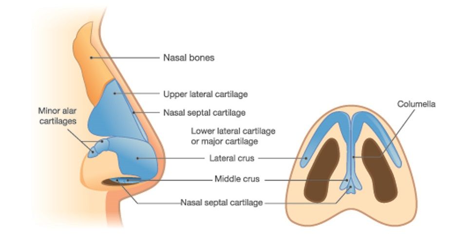 nasalbonecartilage