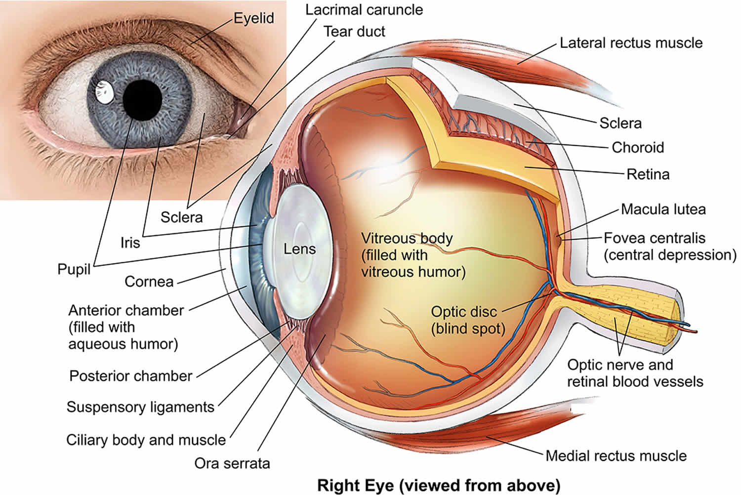 Строение глаза глазное яблоко. Строение глаза анатомия латынь. Кровоснабжение глазного яблока анатомия. Ora serrata анатомия глаза. Строение сосудов глаза.