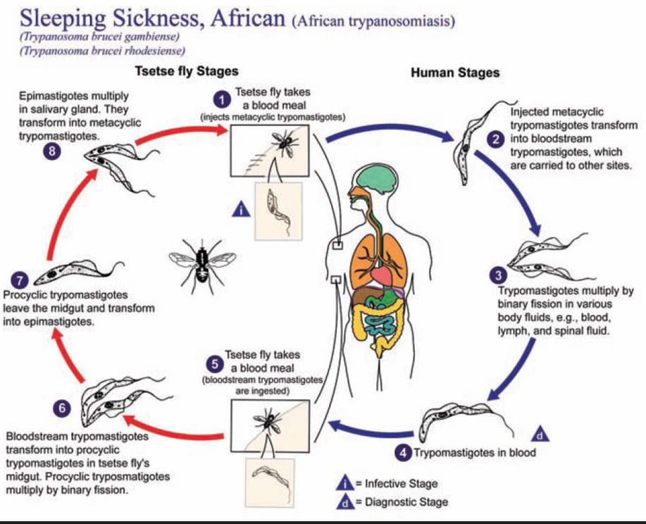 Αυτή η εικόνα δεν έχει ιδιότητα alt. Το όνομα του αρχείου είναι WN_Oct-2009_Sleeping-Sickness-Africa.jpg