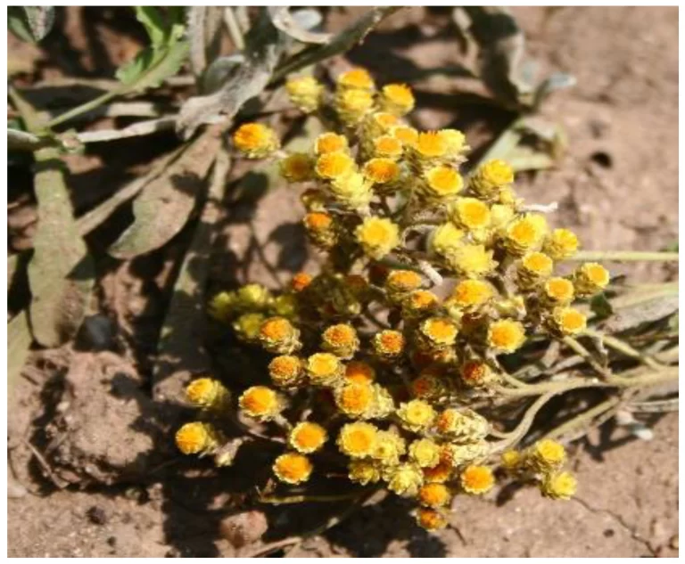 Στοματικό διάλυμα για την εξαγωγή δοντιού