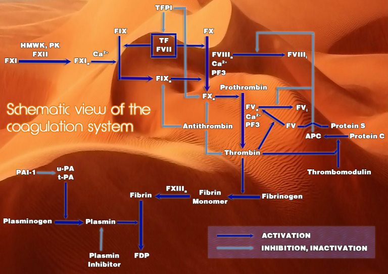 Έλεγχος θρομβοφιλίας