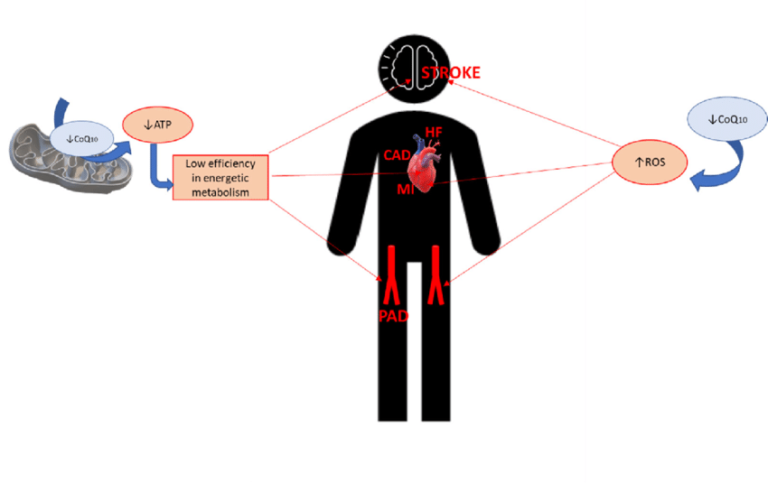 Τo συνένζυμο Q10 σύμμαχος της καρδιάς