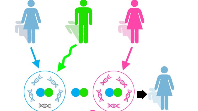 Έμβρυα από τρεις γονείς για πρόληψη των μιτοχονδριακών παθήσεων
