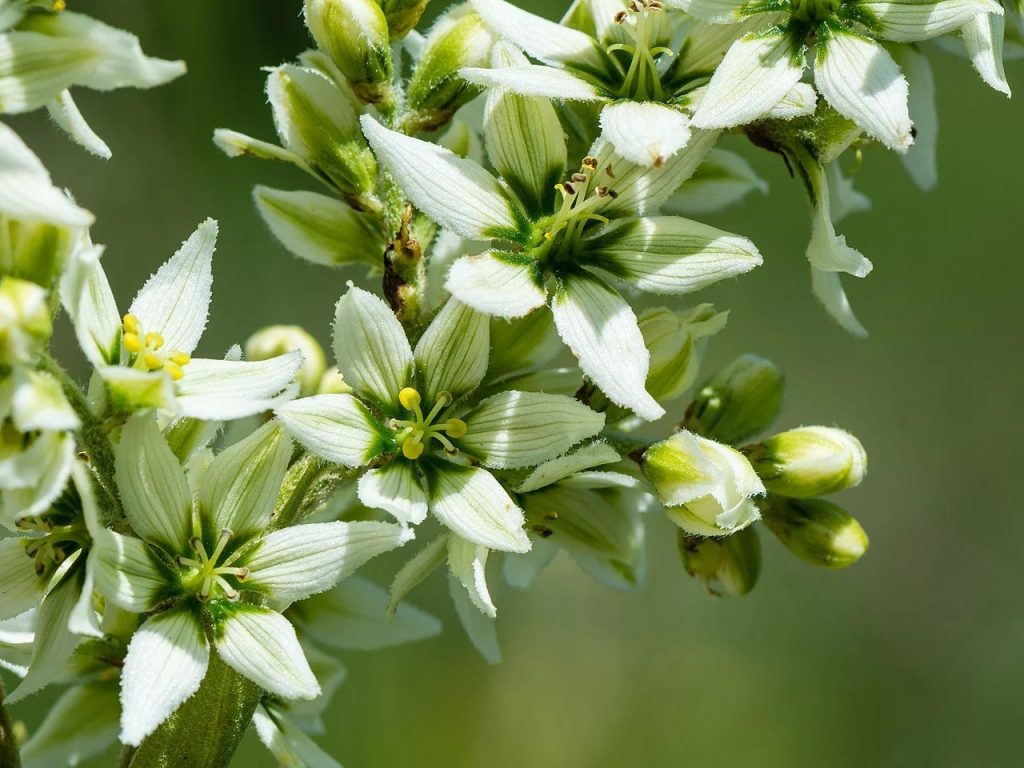 Το Βέρατρον το λευκόν, ο Ελλέβορος ο λευκός ή White hellebore (Veratrum album), γνωστός και ως ψευδής ελλεβορίνη (false helleborine), Ευρωπαϊκός λευκός ελλέβορος (European white hellebore)