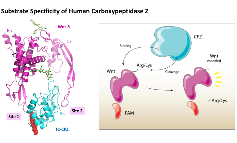 Νέο τεστ για την αλλεργία