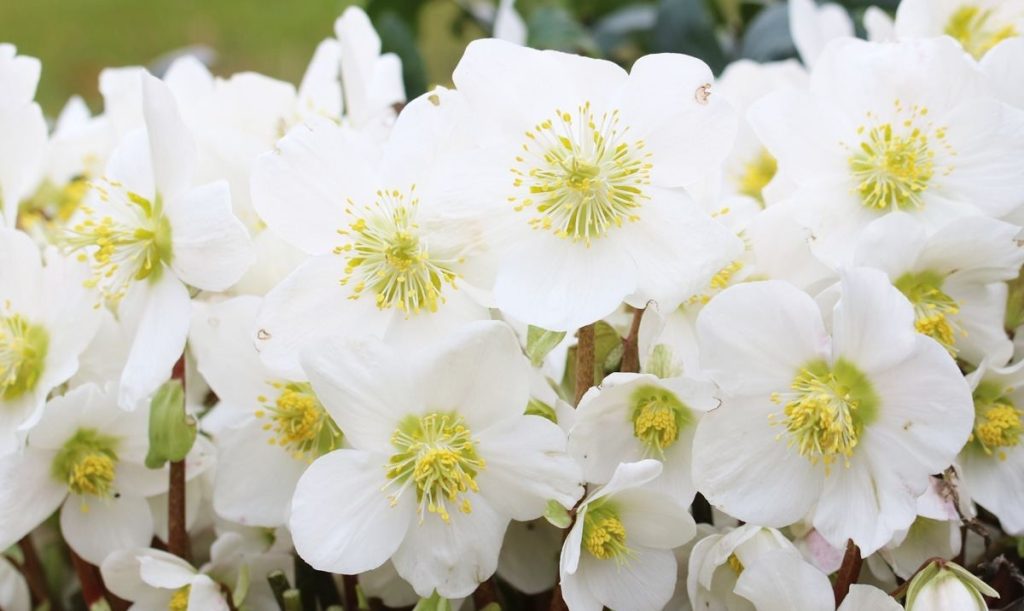 Helleborus niger