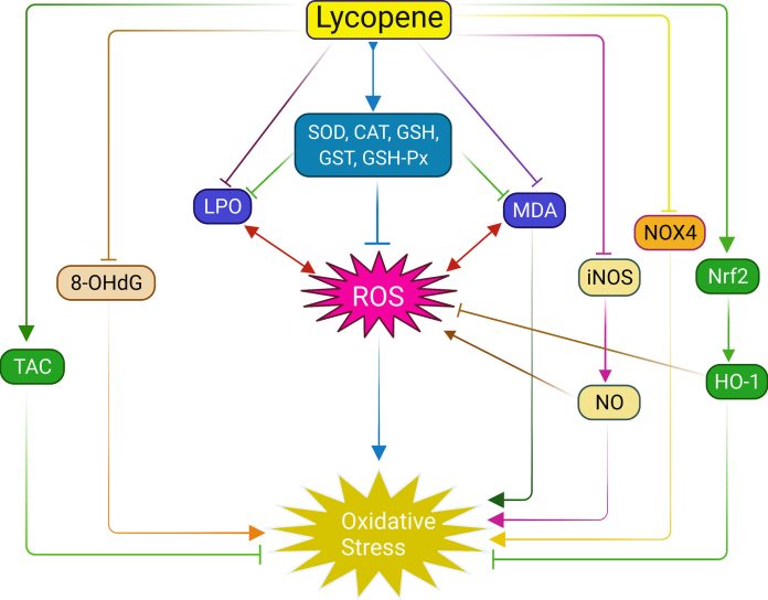 lycopene-1
