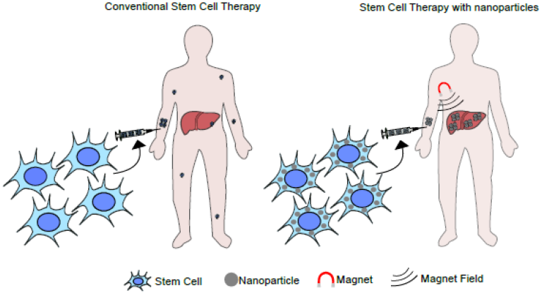 Μαγνητικά βλαστοκύτταρα για αναγέννηση οστών