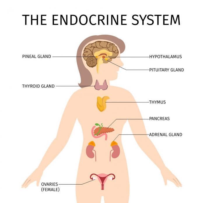 endocriniko 1