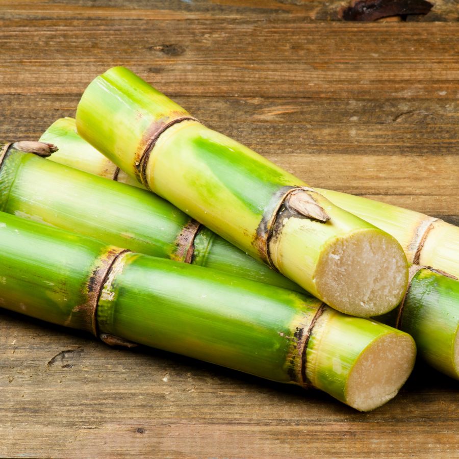 Saccharum officinarum