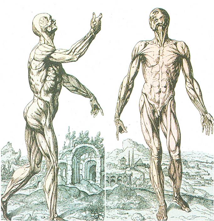 Andreas Vesalius: DE HUMANIS CORPORIS FABRICA Ανατομικοί πίνακες Oι μύες στο πρόσθιο και πλάγιο μέρος του σώματος Andreas Vesalius: DE HUMANIS CORPORIS FABRICA Ανατομικοί πίνακες Oι μύες στο πρόσθιο και πλάγιο μέρος του σώματος