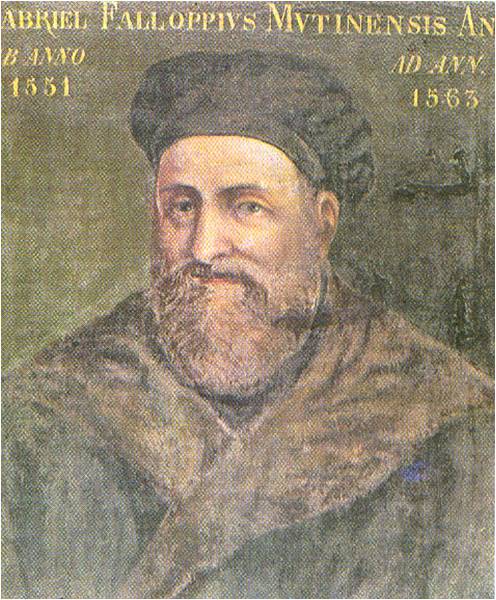 GabrieleFallopio (1523-1563) Gabriele Fallopio (1523-1563)