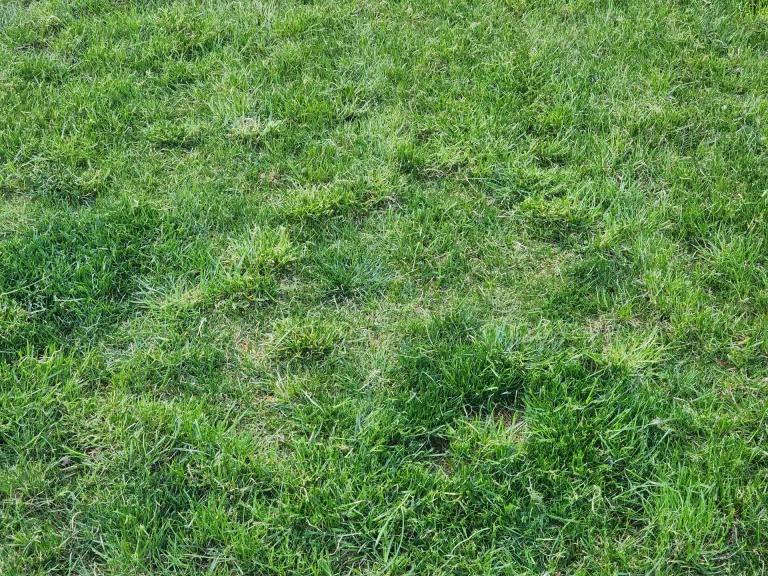 Κόλπο για να ξαναπρασινίσει το γκαζόν σας