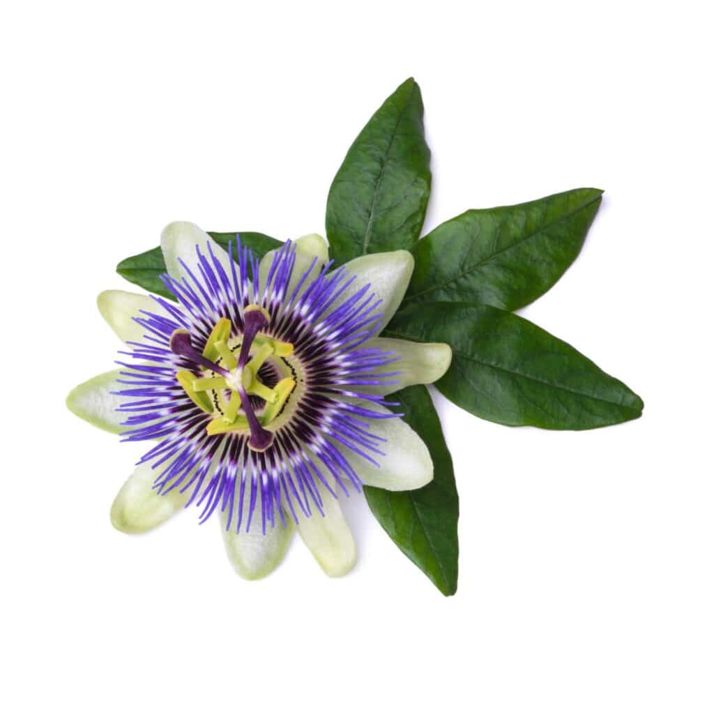 passiflora incarnata