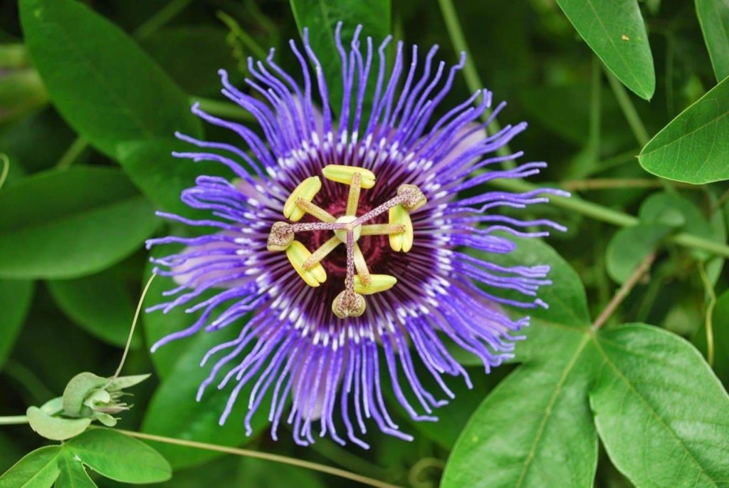 passiflora incarnata