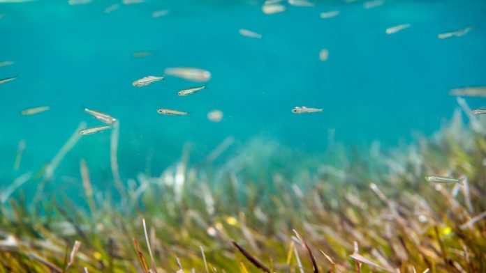 posidonia-4