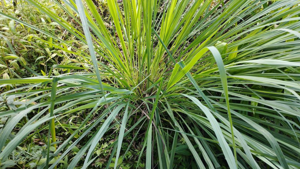 Cymbopogon Nardus