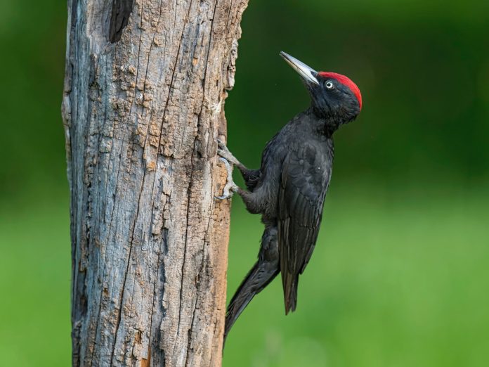 woodpecker-3