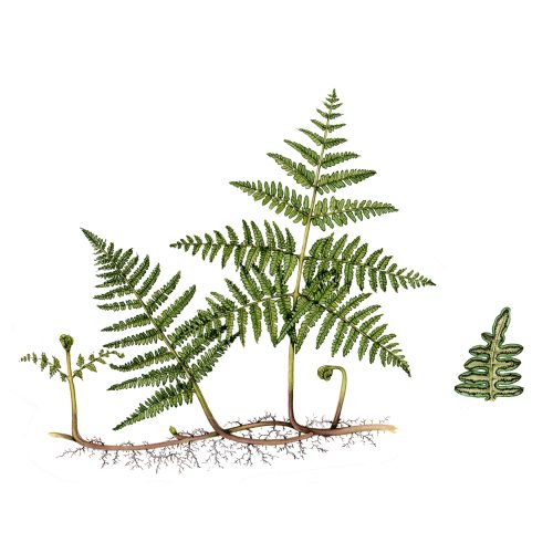 Pteridium aquilinum