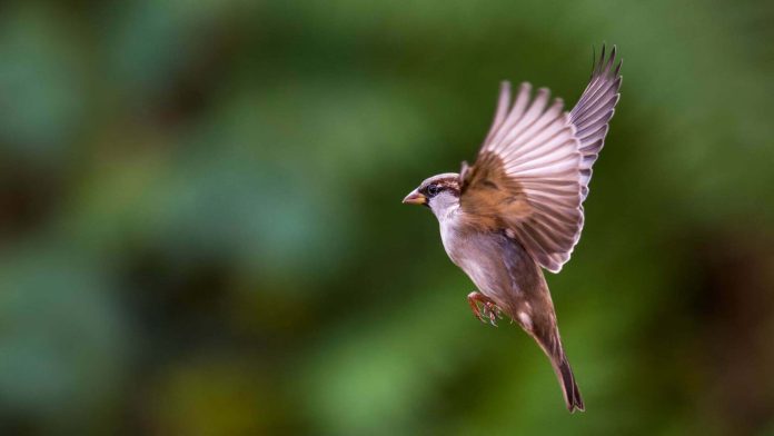 sparrow-1