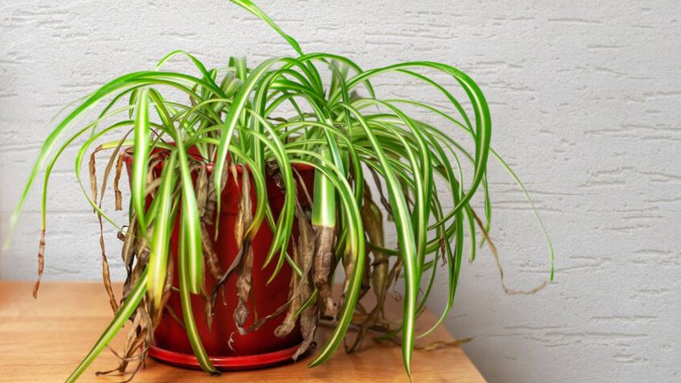 Φροντίδα των φυτών πριν τις διακοπές