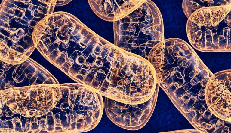 Τα αντιμιτοχονδριακά αντισώματα