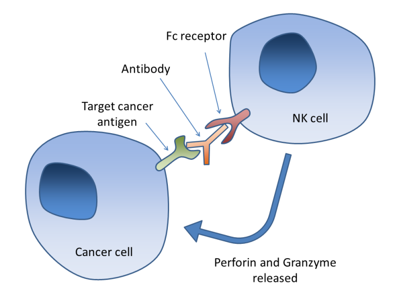 Καταστροφή των καρκινικών κυττάρων με κυτταροτοξικούς μηχανισμούς