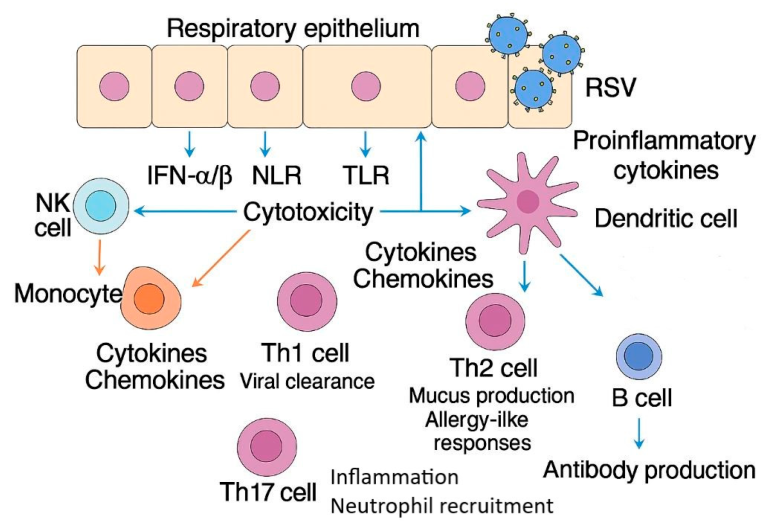 Λοίμωξη από αναπνευστικό συγκυτιακό ιό