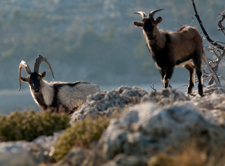 Κρήτη μια ήπειρος σ’ ένα νησί