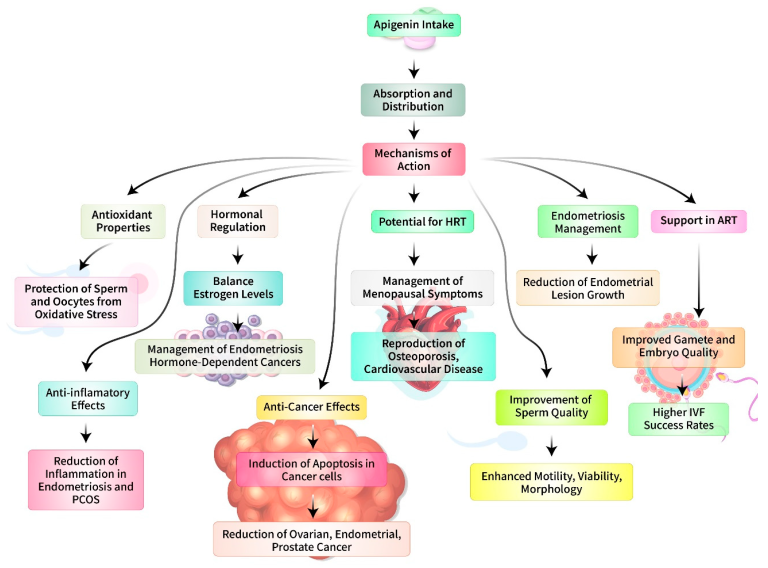 Η φυσική αντικαρκινική ουσία απιγενίνη