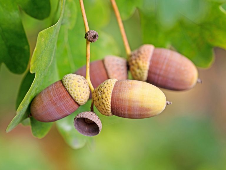 Η βελανιδιά