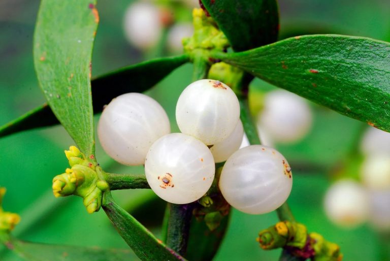 Ιατρικές συνταγές με το γκι