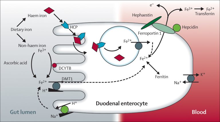 Αν θέλετε να θεραπεύσετε τη σιδηροπενική αναιμία με τη διατροφή