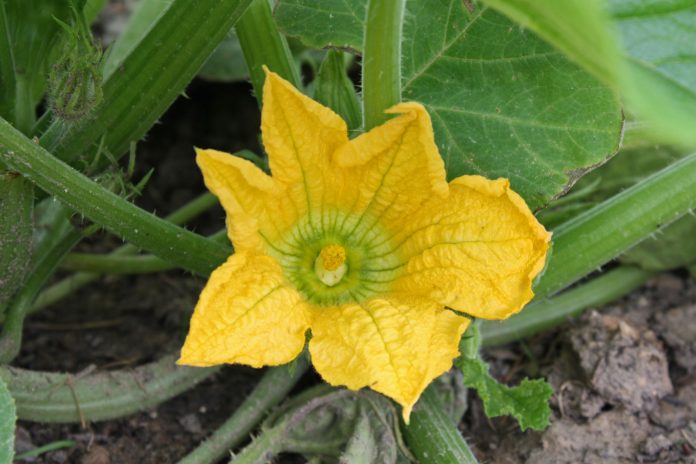 Cucurbita-1