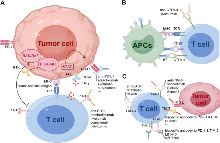 Δυναμικό ξεκίνημα της ανοσοθεραπείας στον καρκίνο