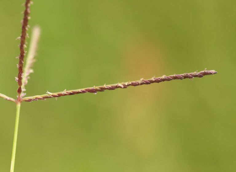 Που κάνει καλό η αγριάδα