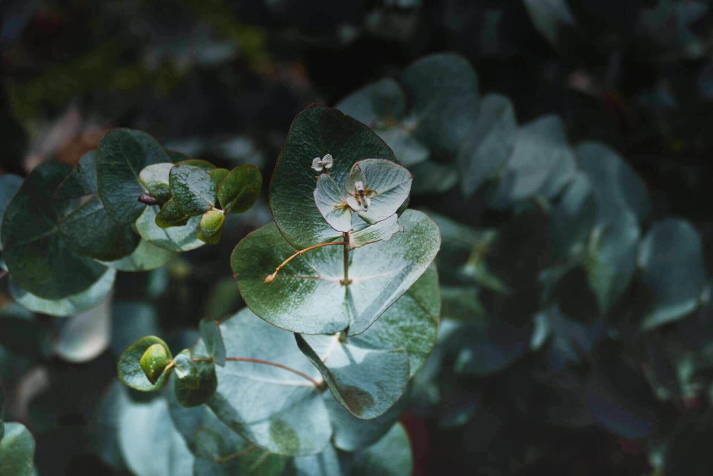 Eucalyptus Phellandra