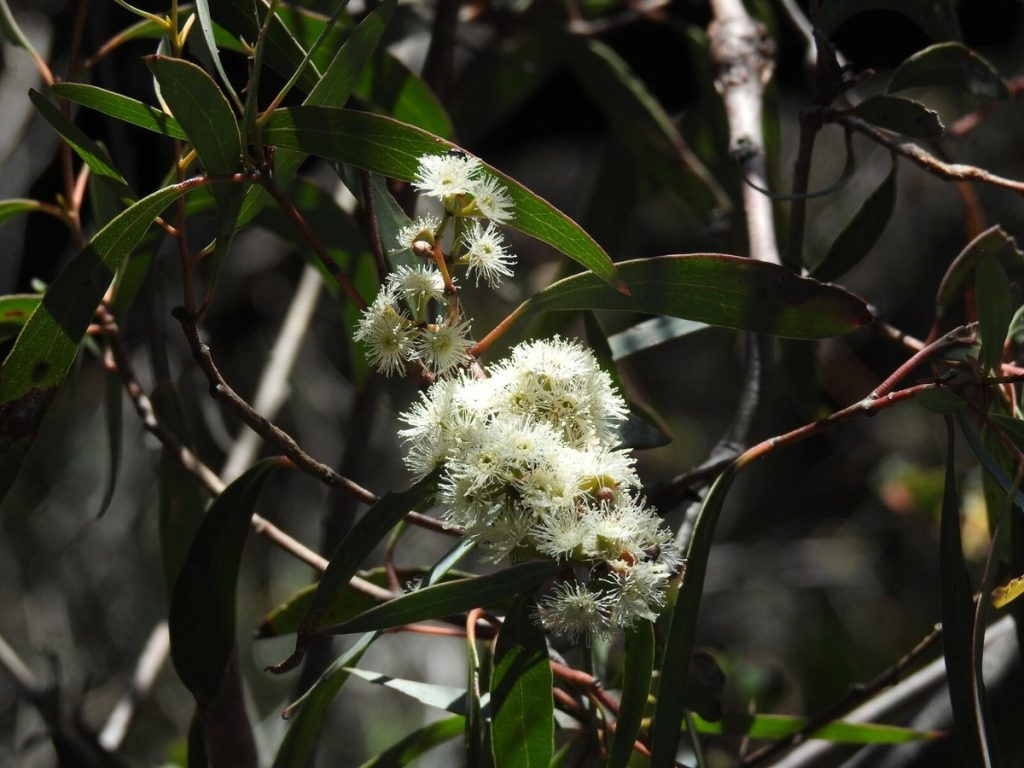 Eucalyptus amygdalina