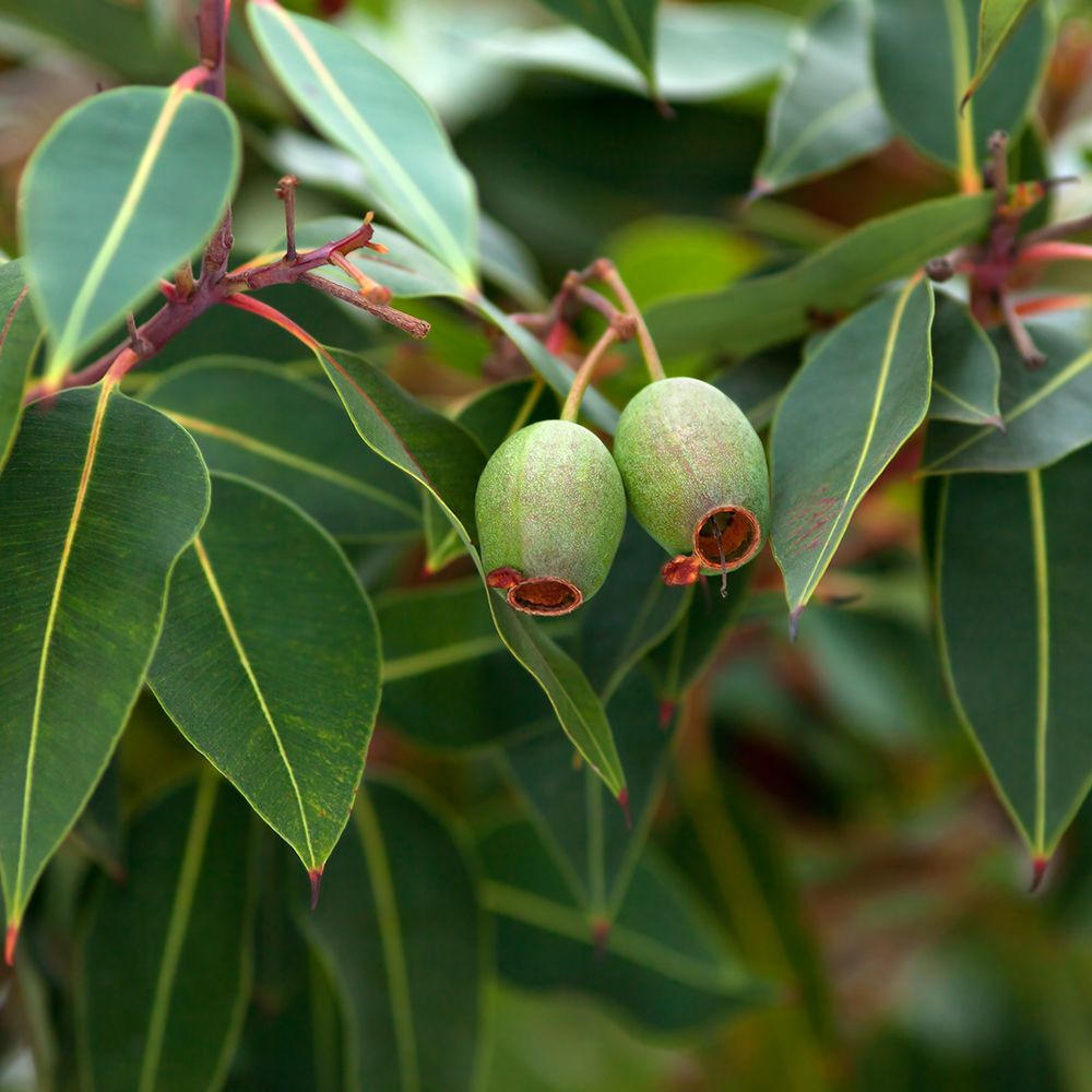 Eucalyptus globulus ή Ευκάλυπτος ο σφαιρικός