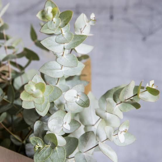 Eucalyptus numerosa