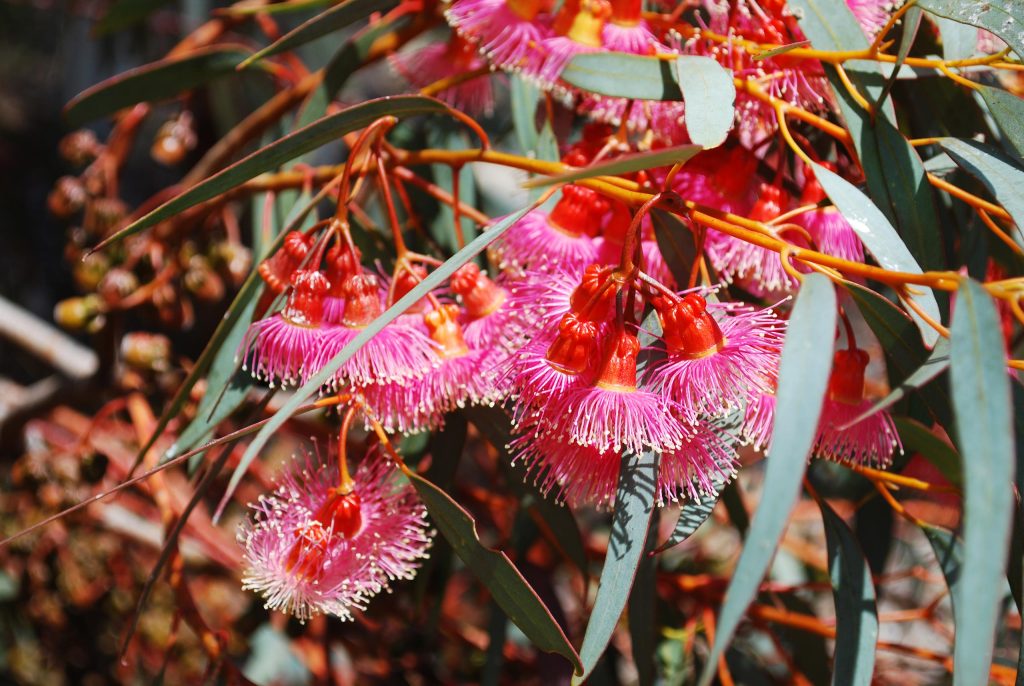 Eucalyptus torquata