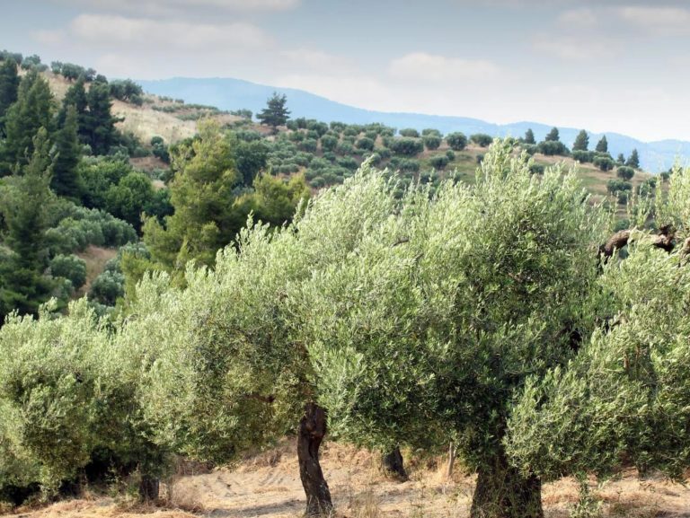 Χρήσιμες ιατρικές συνταγές με ελιά