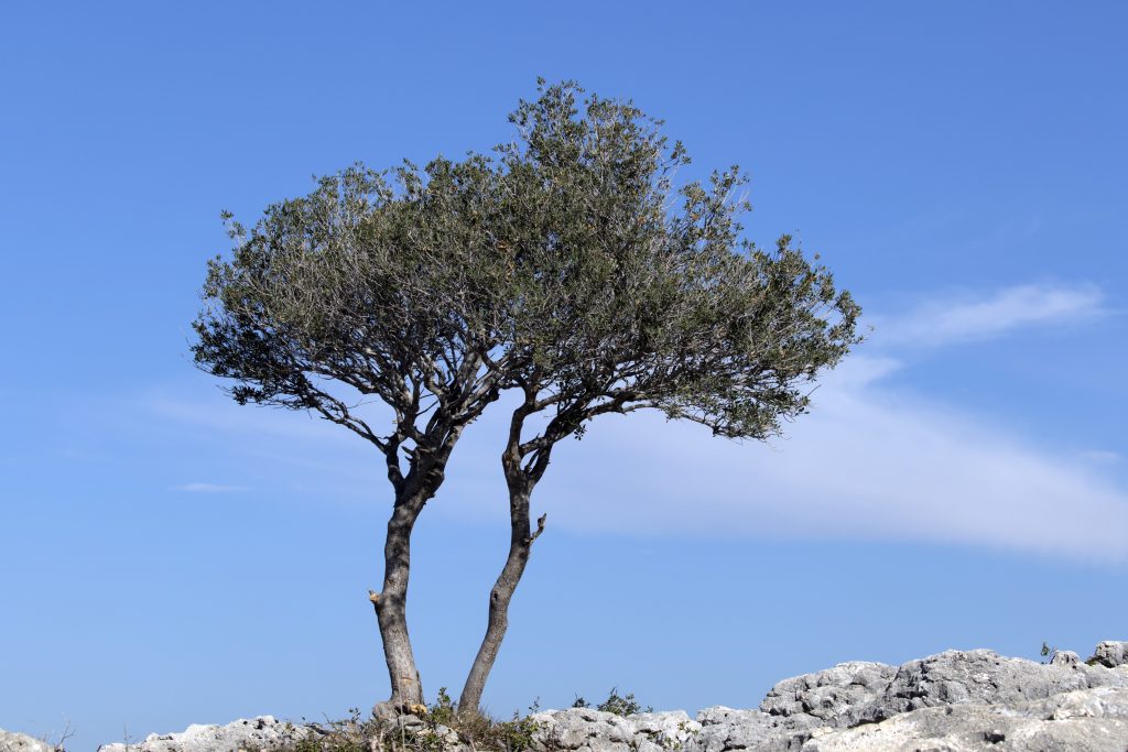Olea europaea subsp. oleaster (Hoffmanns. & Link) Negodi είναι η άγρια ελιά ή αγριλιά