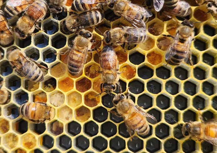 bees-2
