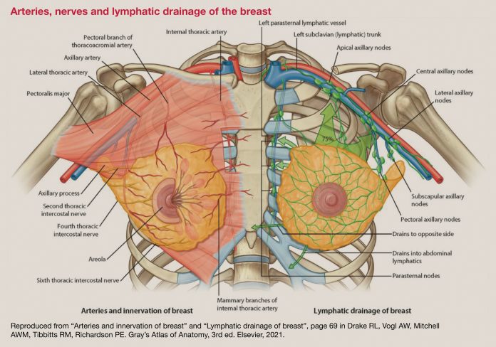 breast-anatomy-3