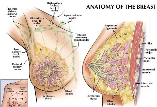Μάθετε την ανατομία των μαστών σας