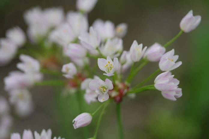 Allium-roseum-4