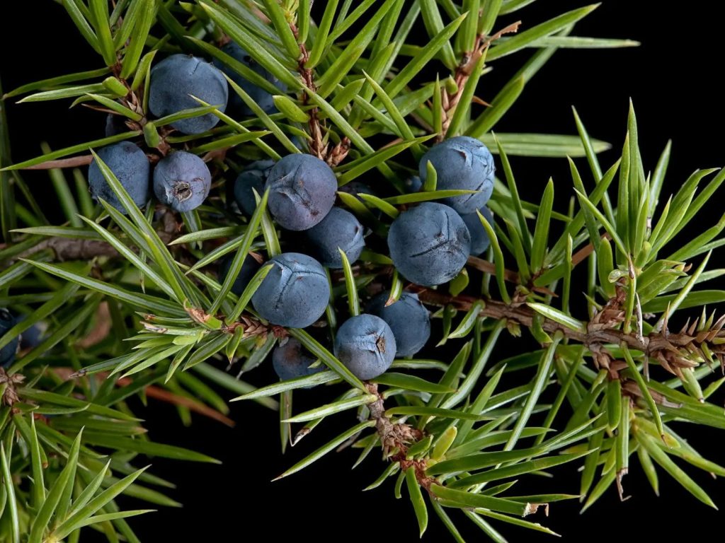 Juniperus communis