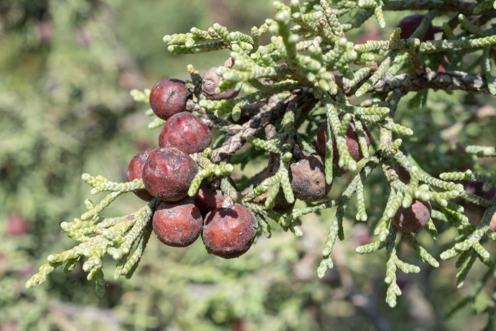 Juniperus phoenicea