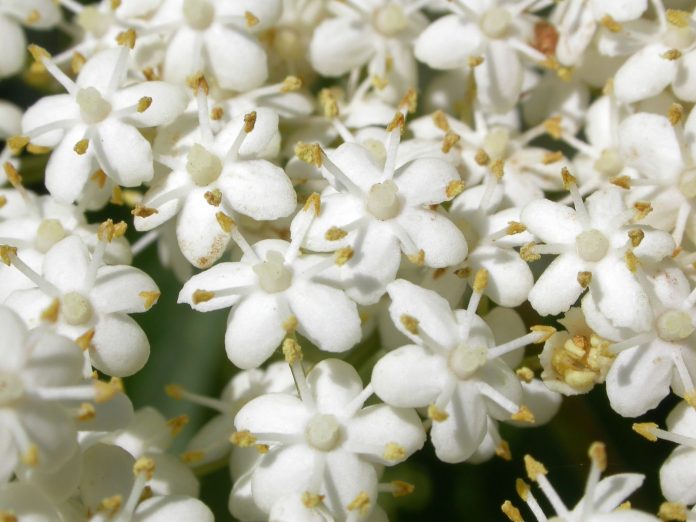 Sambucus-nigra-1